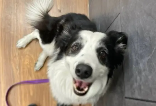 Pasajera denuncia que Aeromexico perdió a su perrito Kobe y la aerolínea responde