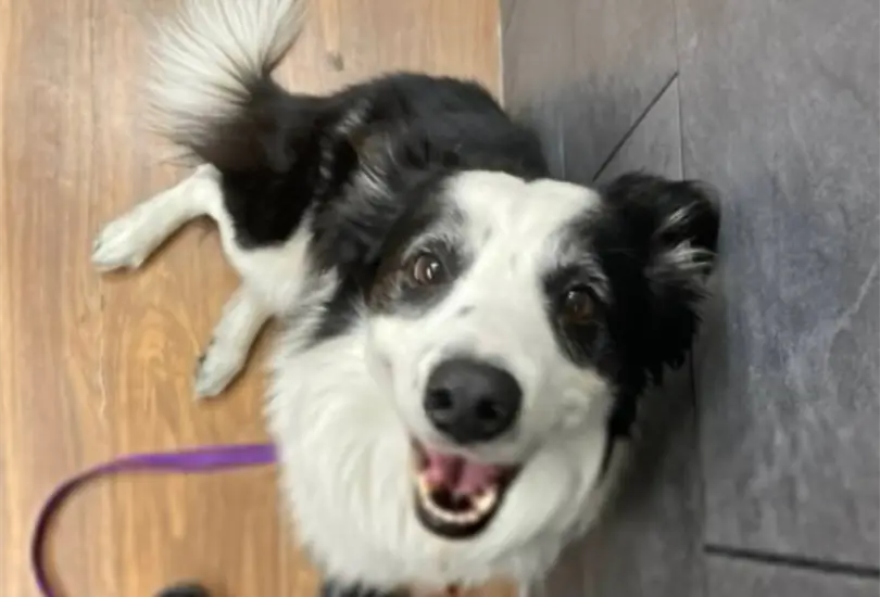 Pasajera denuncia que Aeromexico perdi&oacute; a su perrito Kobe y la aerol&iacute;nea responde