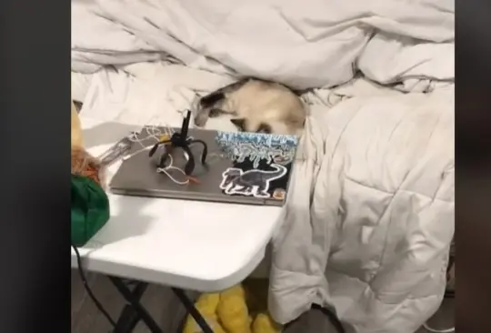 Joven muestra su vida de tacaña extrema en TiKTok: ¡No tengo cama! Joven muestra su vida de tacaña extrema en TiKTok: ¡No tengo cama!