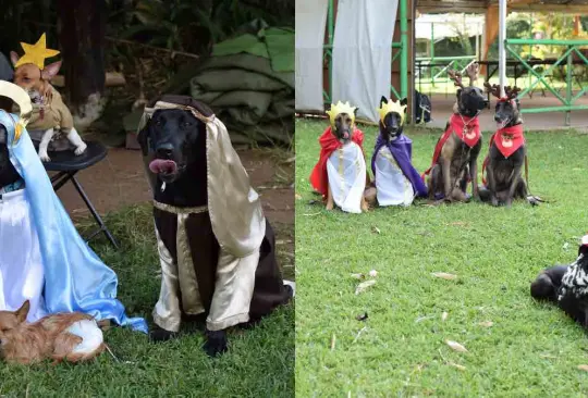 Perros conquistan redes sociales con su pastorela de Navidad | FOTOS VIRALES Perros conquistan redes sociales con su pastorela de Navidad | FOTOS VIRALES