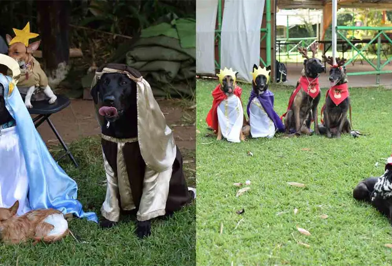 Perros conquistan redes sociales con su pastorela de Navidad | FOTOS VIRALES Perros conquistan redes sociales con su pastorela de Navidad | FOTOS VIRALES