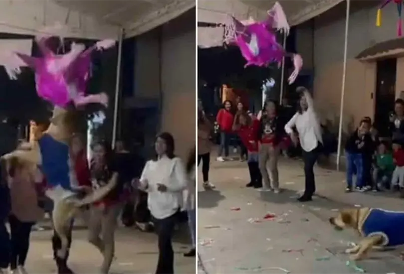  &iexcl;Suaves posadas! Un perrito destruye la pi&ntilde;ata de la fiesta y se vuelve viral
