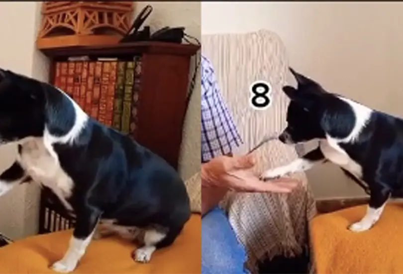 Ense&ntilde;an a perrita a resolver problemas matem&aacute;ticos y se vuelve viral 