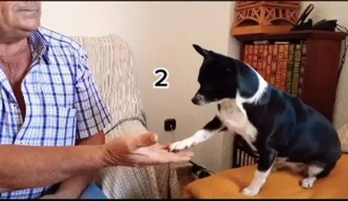 Perrita resuelve problemas matemáticos y se vuelve viral en tiktok
