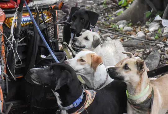 Estas son las multas en CDMX por viajar indebidamente con mascotas