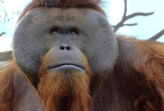 Muere Toto, el orangután que habitaba en el Zoológico de Chapultepec