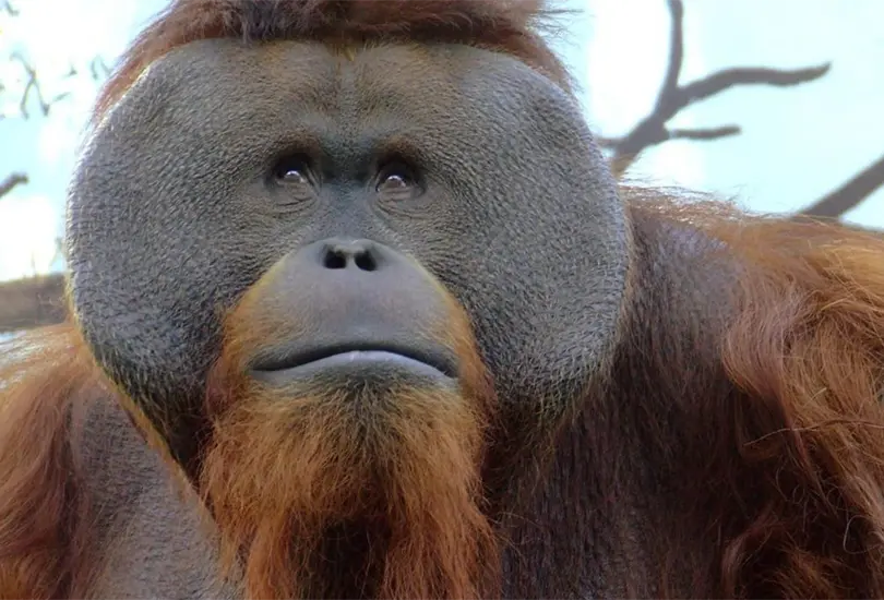 Muere Toto, el orangután que habitaba en el Zoológico de Chapultepec Muere Toto, el orangután que habitaba en el Zoológico de Chapultepec
