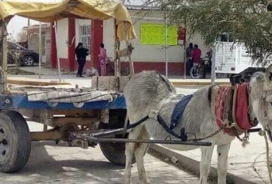 Burrita con la columna destrozada es rescatada en Durango