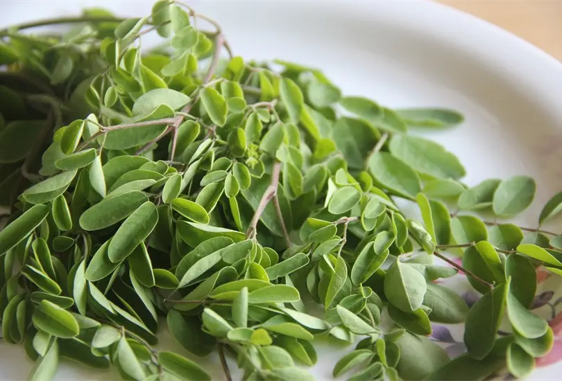 &iquest;Qu&eacute; es la moringa y cu&aacute;les son sus beneficios?