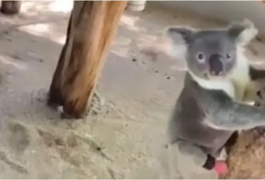 Koala corre y trepa gracias a una prótesis que recibió para su pie