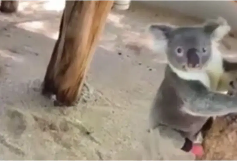 Koala corre y trepa gracias a una pr&oacute;tesis que recibi&oacute; para su pie