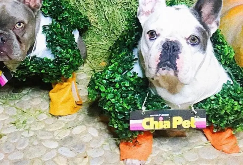 Secuestran a los perros de Lady Gaga; balean a paseador Secuestran a los perros de Lady Gaga; balean a paseador