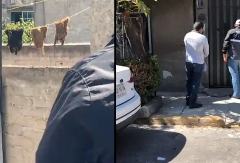 Denuncian que familia en Neza usaba pieles de animales para rituales Denuncian que familia en Neza usaba pieles de animales para rituales