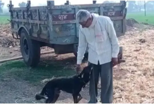 Hombre decide heredarle la mitad de sus propiedades a su perro