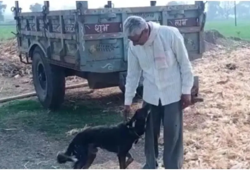 Hombre decide heredarle la mitad de sus propiedades a su perro Hombre decide heredarle la mitad de sus propiedades a su perro