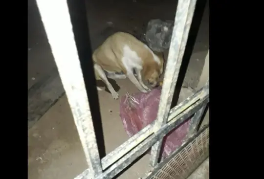 Video exhibe envenenamiento masivo de perros en Yucatán Video exhibe envenenamiento masivo de perros en Yucatán