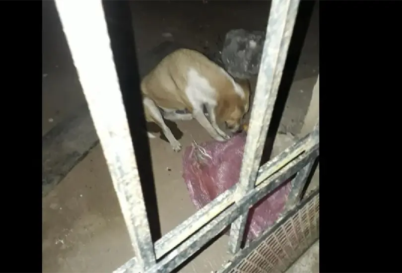 Video exhibe envenenamiento masivo de perros en Yucatán Video exhibe envenenamiento masivo de perros en Yucatán