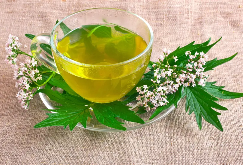Combatir el insomnio y la ansiedad: algunos de los beneficios de la valeriana