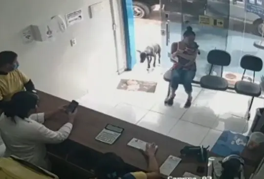 #VIDEO Perrito lastimado llega a clínica veterinaria a pedir ayuda 