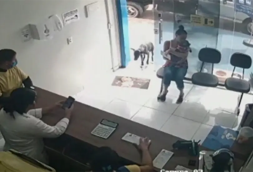 #VIDEO Perrito lastimado llega a cl&iacute;nica veterinaria a pedir ayuda 