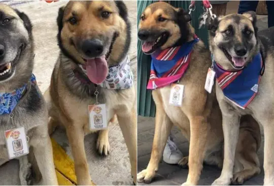 Adoptan a perritos callejeros y ahora son meseros en un restaurante Adoptan a perritos callejeros y ahora son meseros en un restaurante
