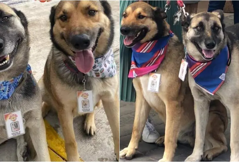 Adoptan a perritos callejeros y ahora son meseros en un restaurante