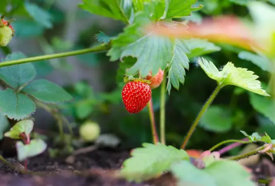 Fresas: ¿Quiénes deben consumirlas y quiénes abstenerse? 