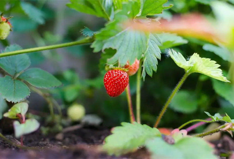Fresas: &iquest;Qui&eacute;nes deben consumirlas y qui&eacute;nes abstenerse? 