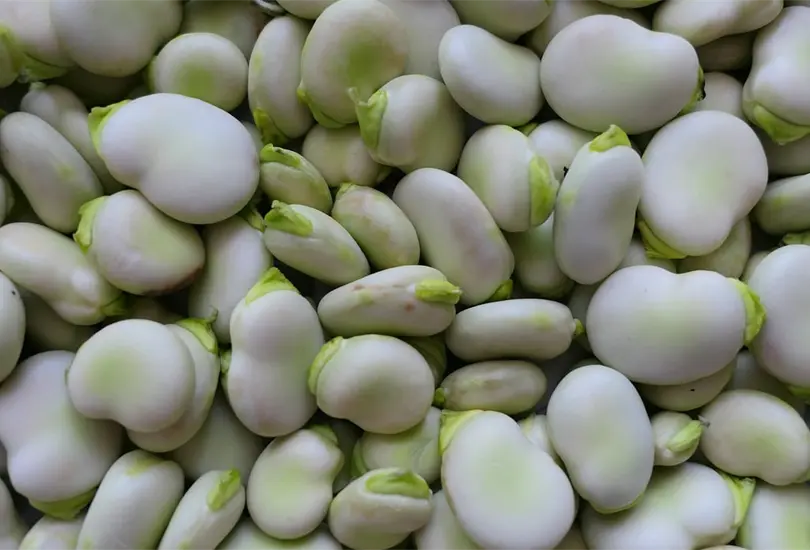 Cinco beneficios de comer habas