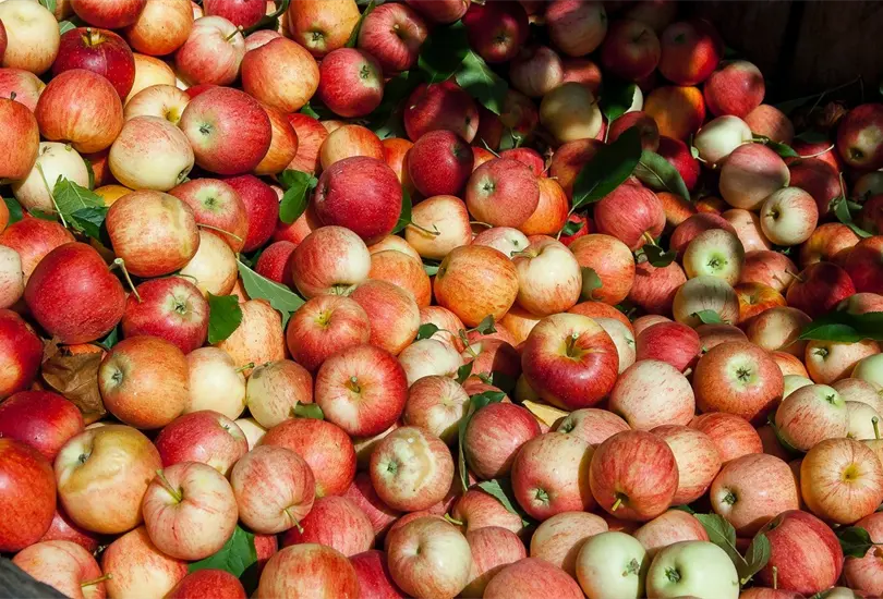 ¿Qué beneficios para la salud la tiene la manzana? ¿Qué beneficios para la salud la tiene la manzana?
