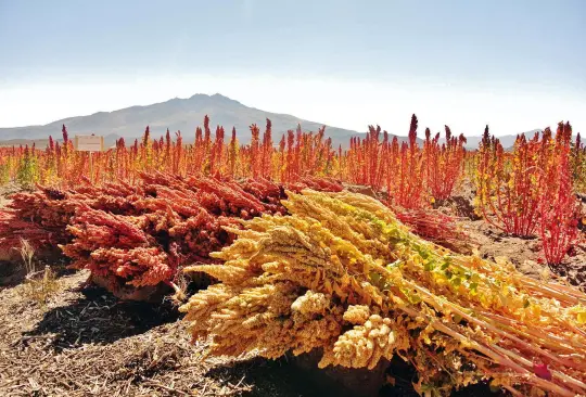 ¿Qué es la quinoa y para qué sirve?