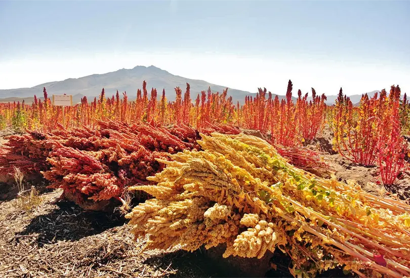 ¿Qué es la quinoa y para qué sirve? ¿Qué es la quinoa y para qué sirve?