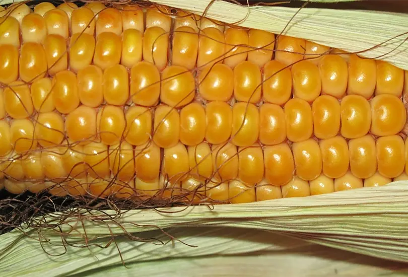 Beneficios a la salud de los pelos de elote Beneficios a la salud de los pelos de elote