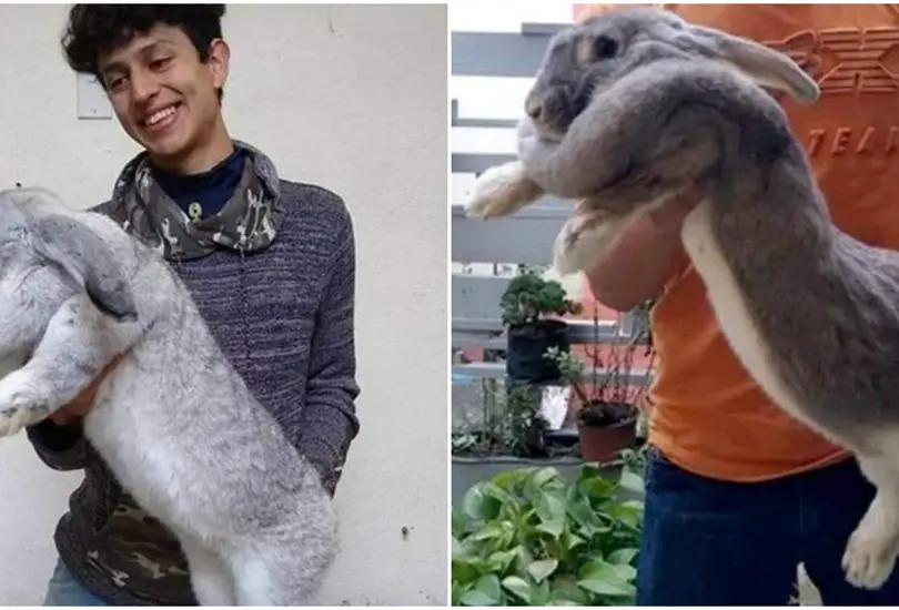 El estudiante mexicano que cr&iacute;a los conejos m&aacute;s grandes del mundo