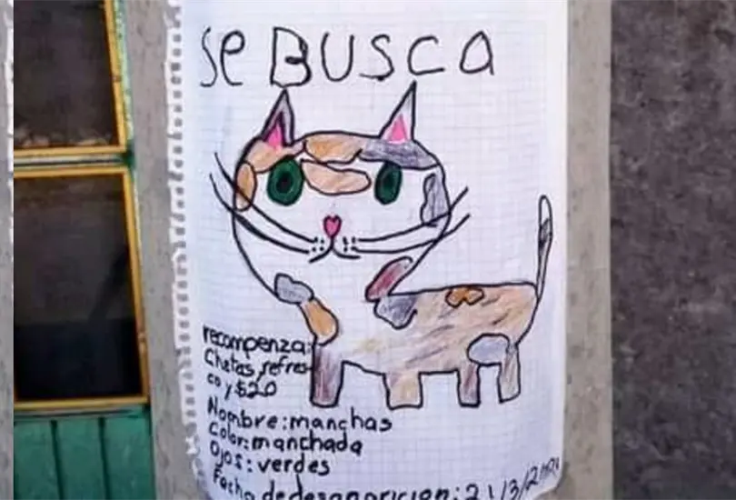 Cheetos y un refresco, la recompensa que ni&ntilde;o ofrece por su gato perdido