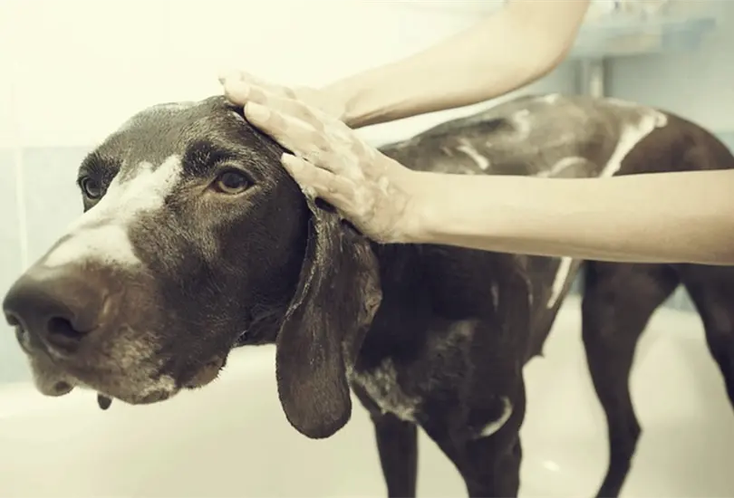 Se bañan con cariño: niño de 7 años asea perros para algún día ser veterinario Se bañan con cariño: niño de 7 años asea perros para algún día ser veterinario