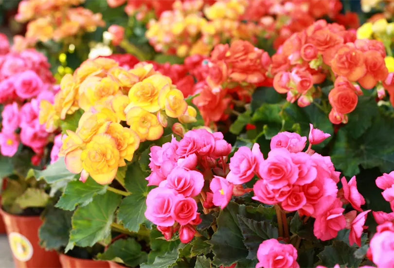 Las flores que puedes usar para decorar o complementar tus alimentos Las flores que puedes usar para decorar o complementar tus alimentos