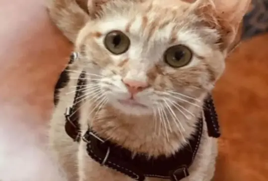 Mujer denuncia violación a su gatita en Agua Dulce, Veracruz Mujer denuncia violación a su gatita en Agua Dulce, Veracruz
