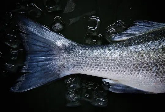 ¿Cuáles son los pros y contras de comer pescado de granja? ¿Cuáles son los pros y contras de comer pescado de granja?