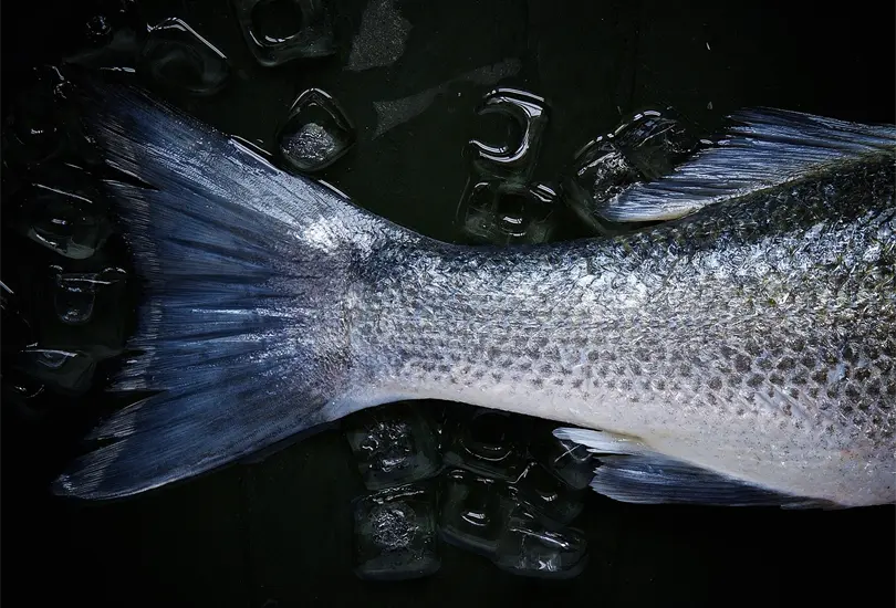 &iquest;Cu&aacute;les son los pros y contras de comer pescado de granja?