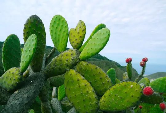 ¿Qué beneficios a la salud trae el consumo de nopal? 