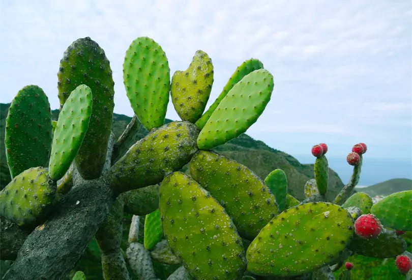 &iquest;Qu&eacute; beneficios a la salud trae el consumo de nopal? 