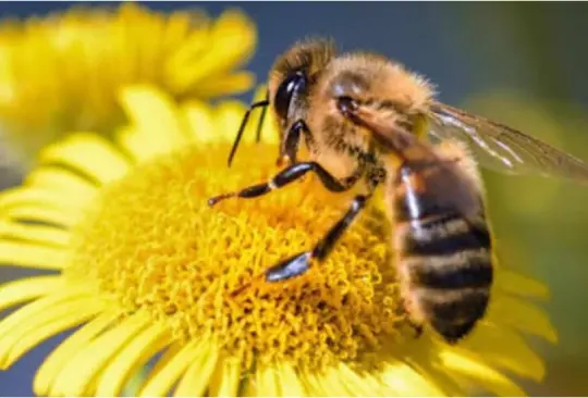 El veneno de abeja podría ayudar a combatir las células cancerígenas 