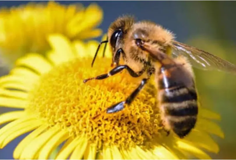 El veneno de abeja podría ayudar a combatir las células cancerígenas El veneno de abeja podría ayudar a combatir las células cancerígenas