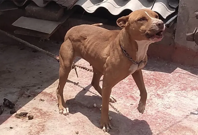 Policías de Saltillo le disparan a un perro en el hocico; dueña exige justicia Policías de Saltillo le disparan a un perro en el hocico; dueña exige justicia