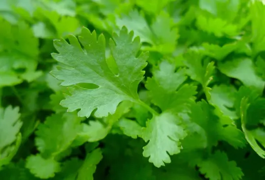 Cilantro la hierba maravilla