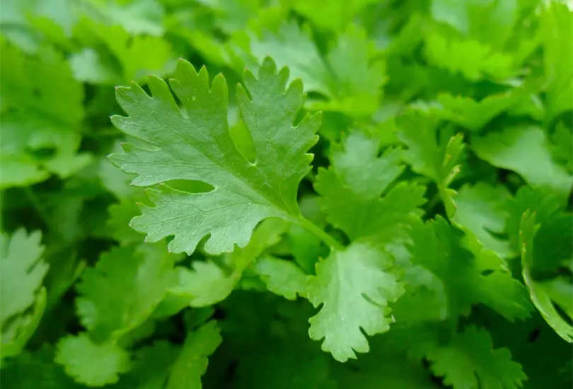 Cilantro la hierba maravilla