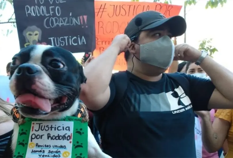 Exigen #JusticiaParaRodolfo, perrito asesinado con un hacha en Sinaloa Exigen #JusticiaParaRodolfo, perrito asesinado con un hacha en Sinaloa