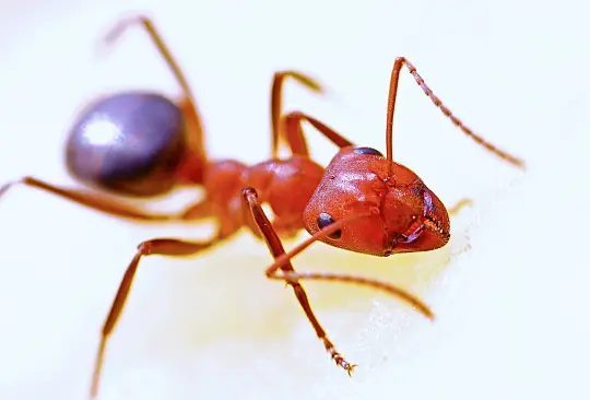 ¿Cómo puedo ahuyentar a las hormigas sin usar insecticida? ¿Cómo puedo ahuyentar a las hormigas sin usar insecticida?