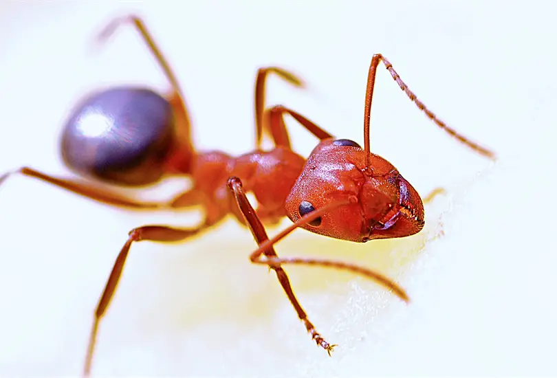 &iquest;C&oacute;mo puedo ahuyentar a las hormigas sin usar insecticida?